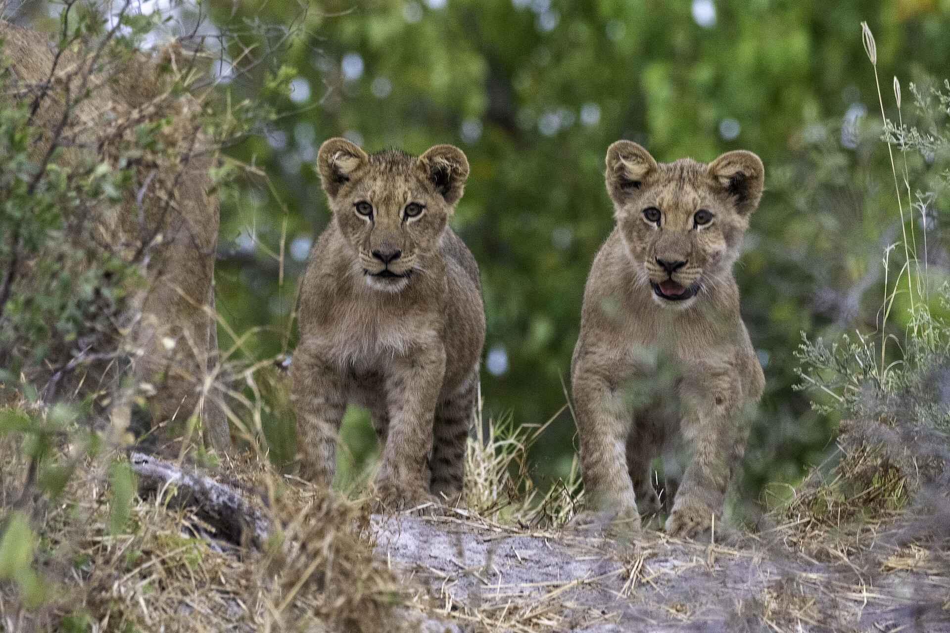 Kiri Camp: Zwei junge Löwen