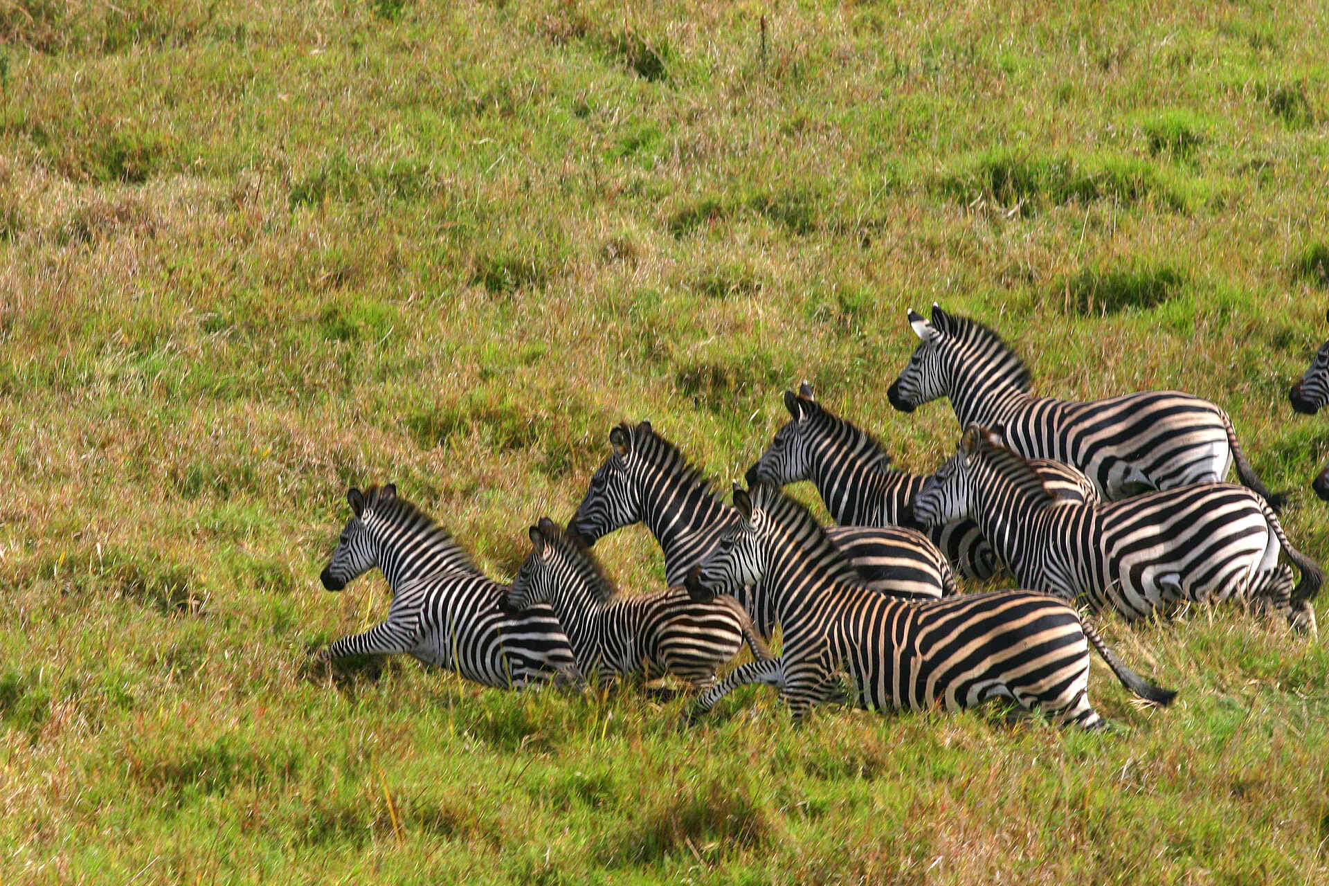 Asilia Africa, Gorongosa National Park, Kubatana Camp, Lake Urema, Mosambik, Savanne, Zebras, afrikarma, afrikarma Safaris, afrikarma.de