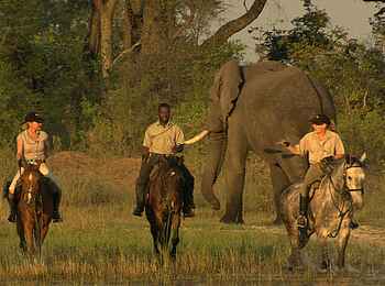 Kujwana Camp: Elefant und Reiter