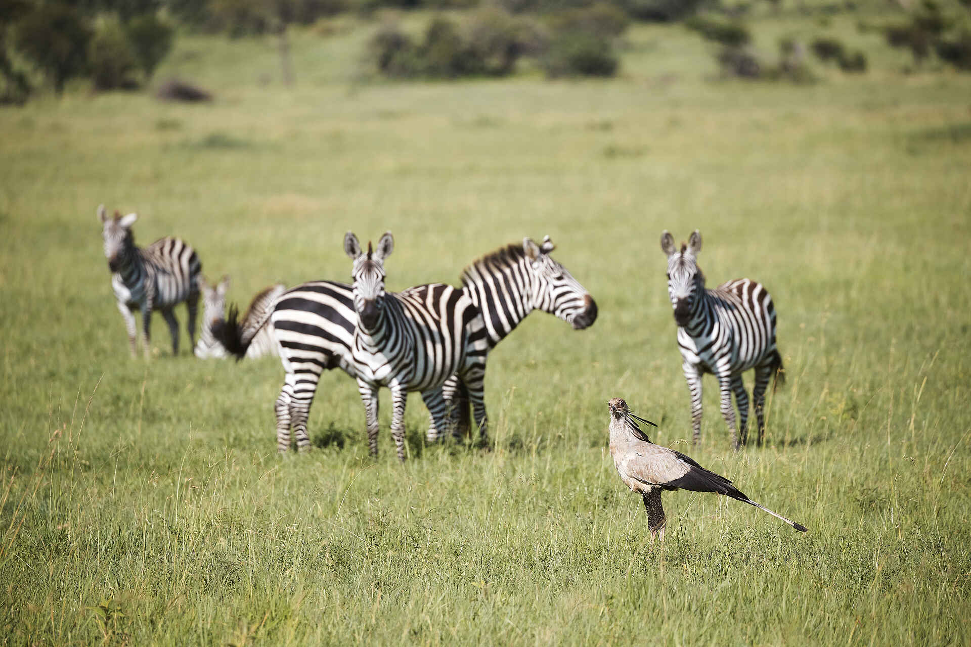 Laba Grumeti Art Lodge: Zebras und ein Sekretärsvogel Laba Grumeti Art Lodge: Zebras und ein Sekretärsvogel