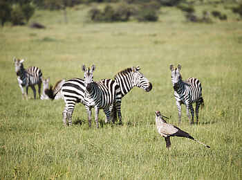 Laba Grumeti Art Lodge: Zebras und ein Sekretärsvogel