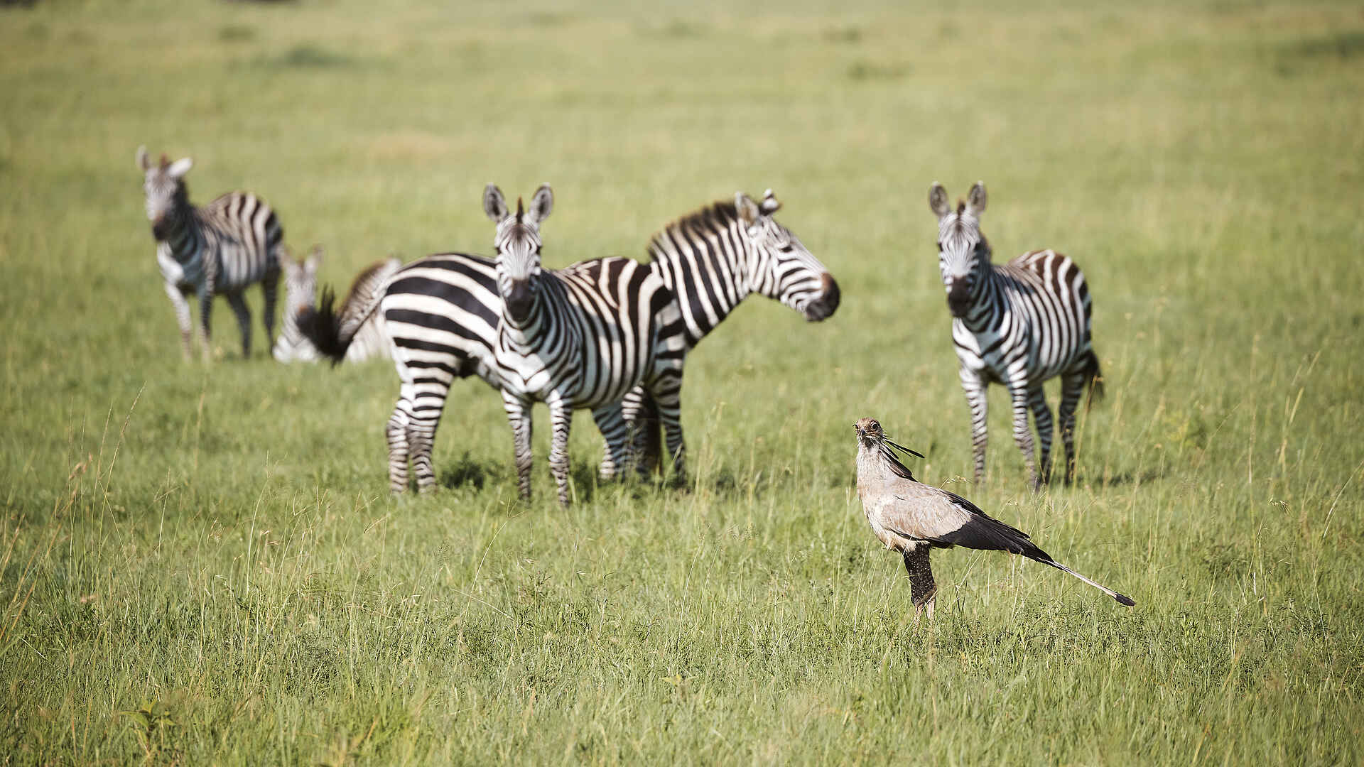 Laba Grumeti Art Lodge: Zebras und ein Sekretärsvogel Laba Grumeti Art Lodge: Zebras und ein Sekretärsvogel