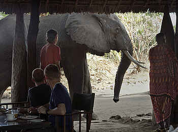 Lake Manze Camp: Besuch beim Frühstück Lake Manze Camp: Besuch beim Frühstück