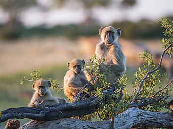 Linkwasha Camp: Affen Linkwasha Camp: Affen