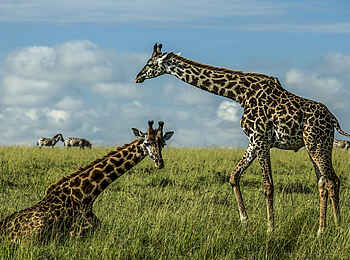 Mara Expedition Camp: Giraffen