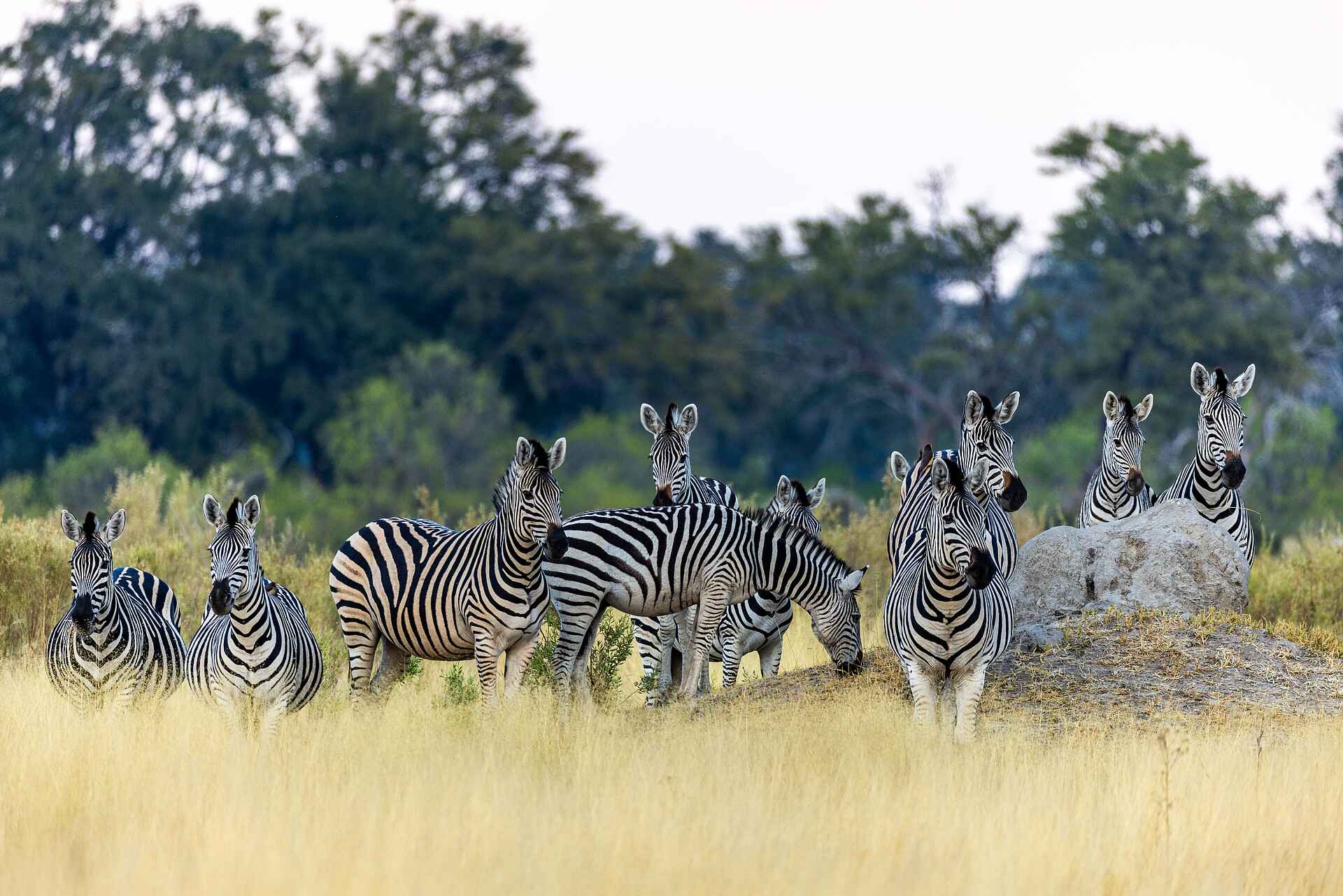 Mbamba: Aufmerksame Zebras
