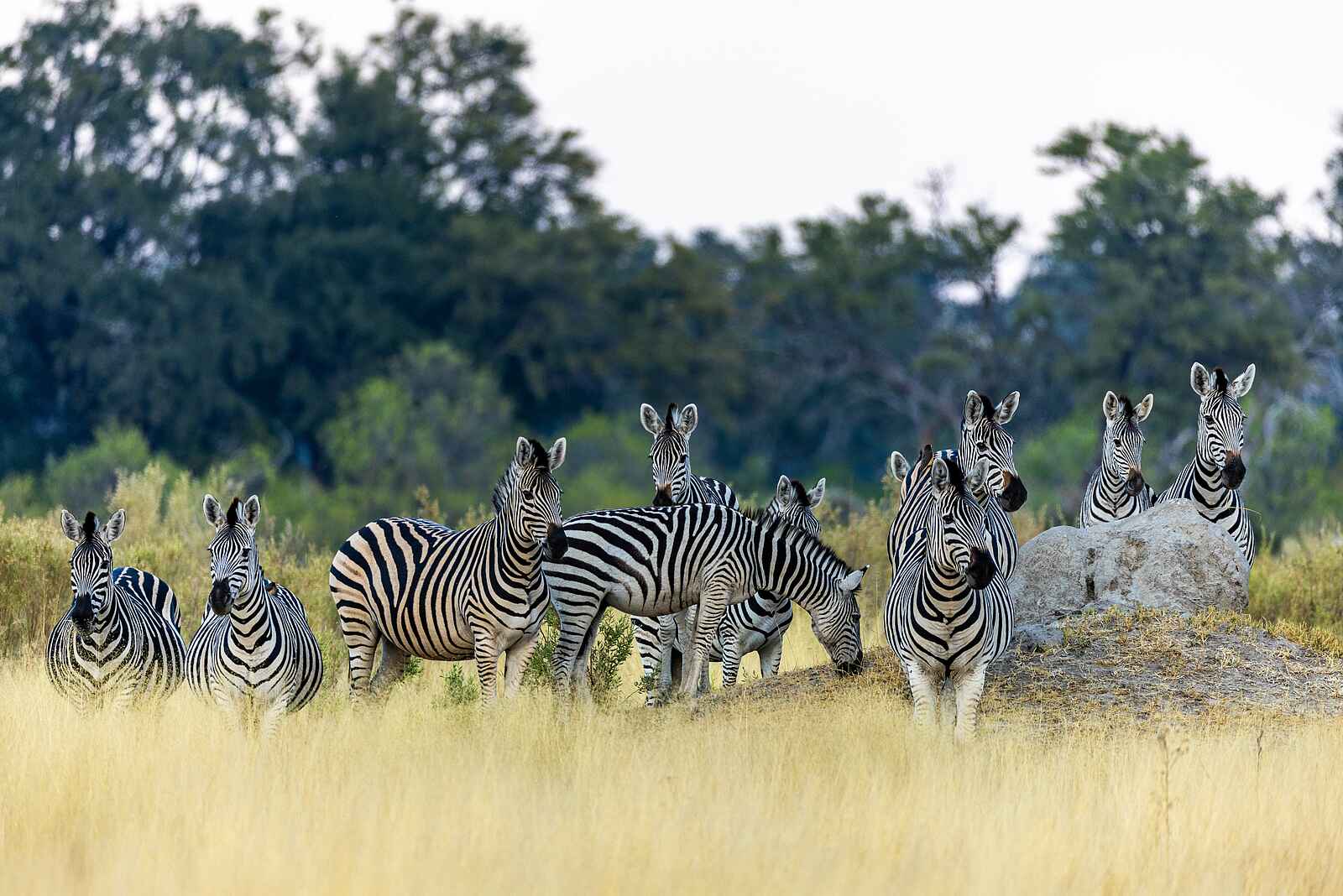 Mbamba: Aufmerksame Zebras Mbamba: Aufmerksame Zebras