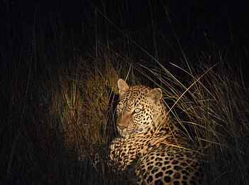 Mukambi Fig Tree Bush Camp: Ein Leopard im Busch in der Nacht