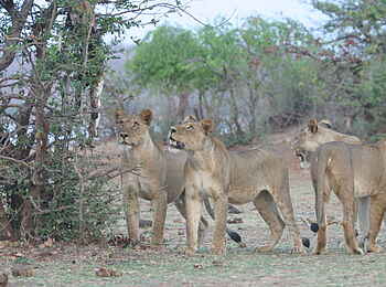 Musango Safari Camp: Löwengruppe