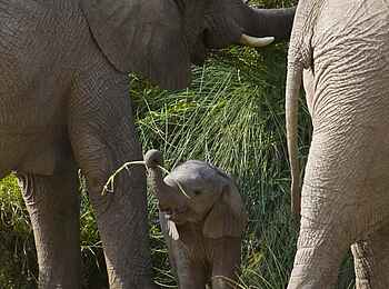 Okahirongo Elephant Lodge: Die Wüstenelefanten von Namibia