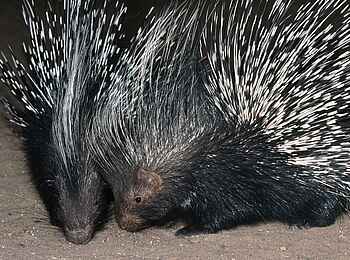Okonjima Plains Camp: Stachelschwein Okonjima Plains Camp: Stachelschwein
