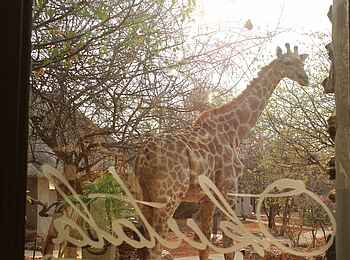 Okutala Lodge: Giraffe von innen Okutala Lodge: Giraffe von innen