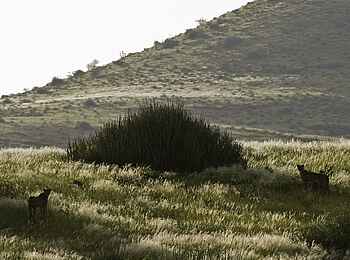 Palmwag Lodge: Geparden im hohen Gras