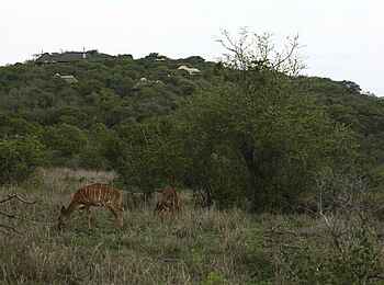 Phinda Mountain Lodge: Nyalas Phinda Mountain Lodge: Nyalas