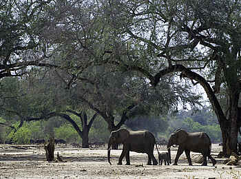 Ruckomechi Camp: Elefantenfamilie Ruckomechi Camp: Elefantenfamilie