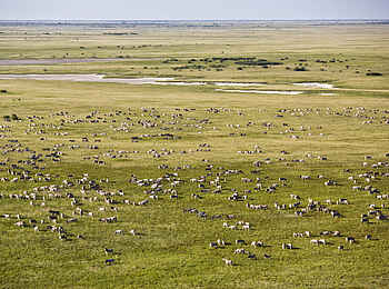 San Camp: Migration