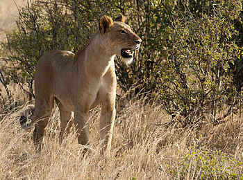 Saruni Samburu: Samburu-Löwin