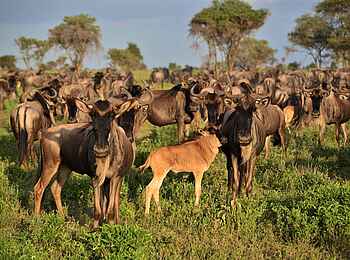 Serian's Serengeti South Camp: Migration