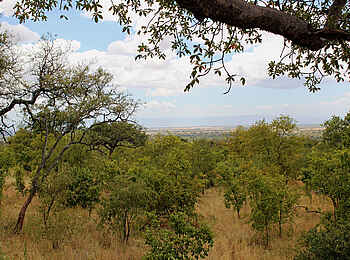 Tarangire Treetops: Aussicht vom Baumhaus