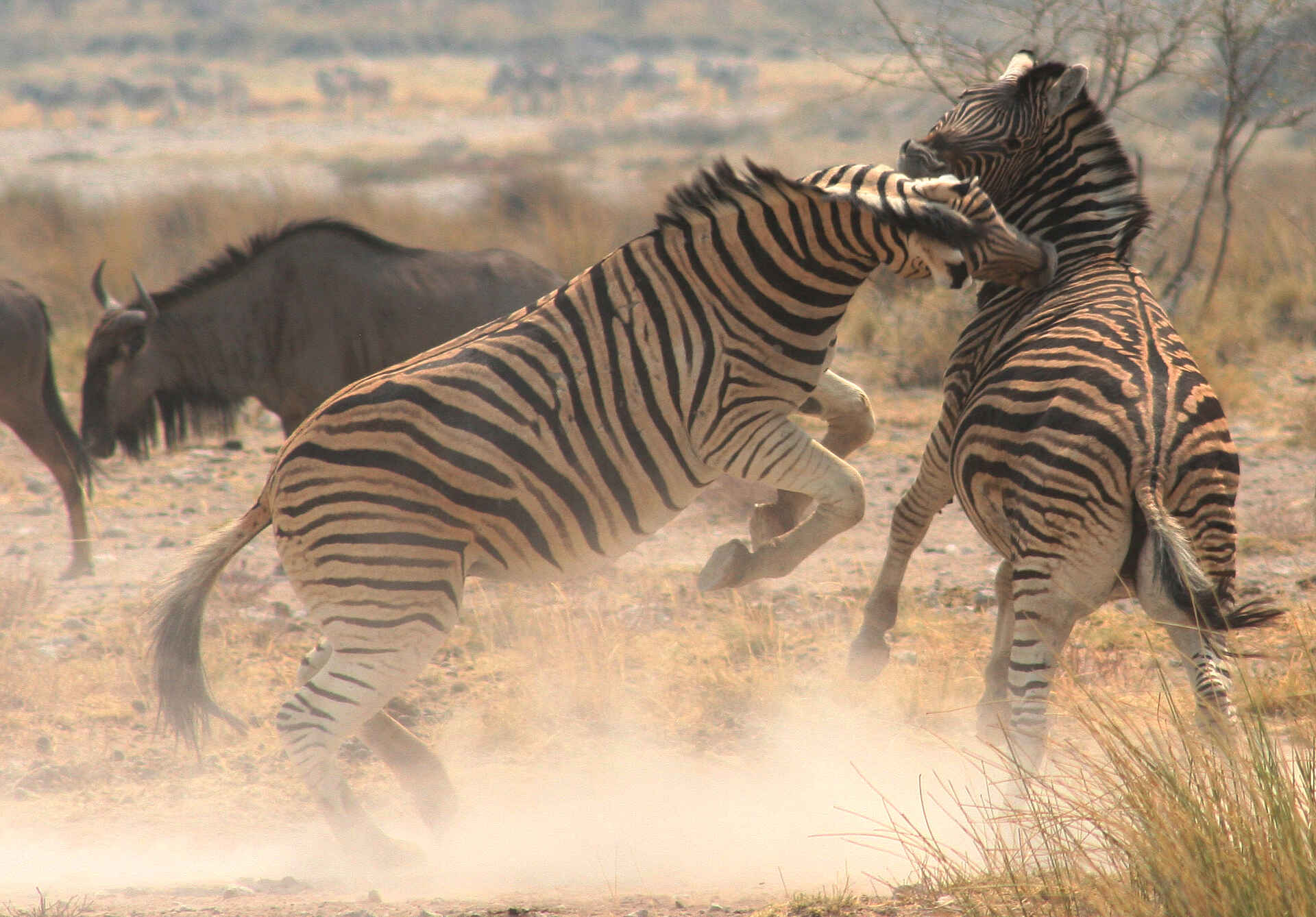 Chobe National Park, Chobe River, Flusskreuzfahrt, Impalila Island, Kasane, Zambezi Queen