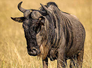 Entim Masai Mara: Gnubulle