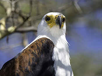 Kuthengo Camp: Fish Eagle Kuthengo Camp: Fish Eagle