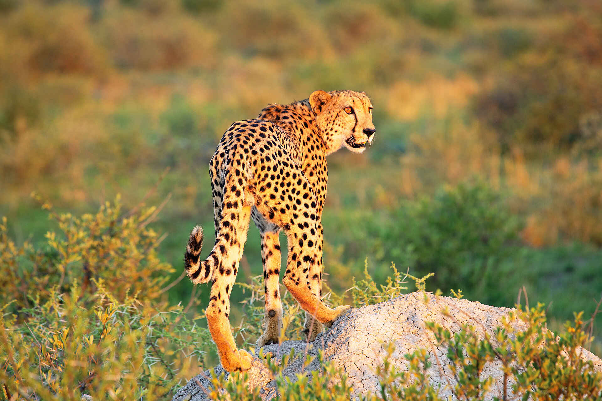 Madikwe Hills Private Game Lodge: Leopard auf der Pirsch