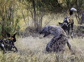 Mombo Camp: Hyäne mit zwei Wildhunden Mombo Camp: Hyäne mit zwei Wildhunden