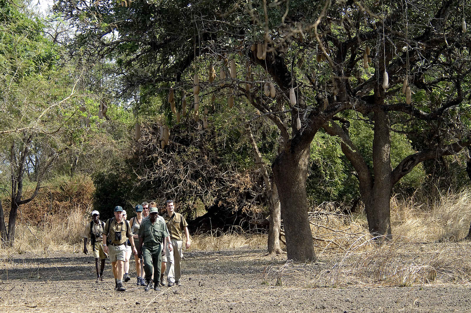 Mupamadzi Walking Safari: Bush Walk Mupamadzi Walking Safari: Bush Walk