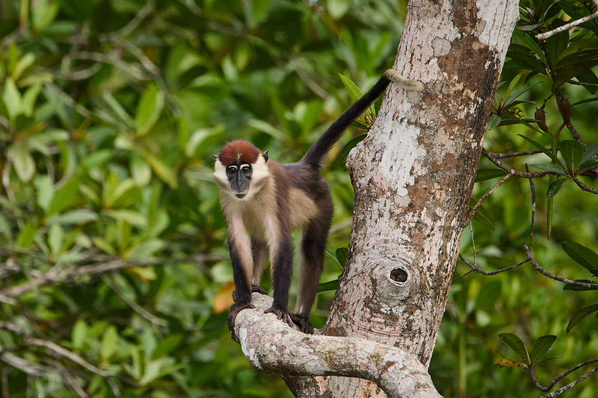 Sette Cama Eco Camp: Halsbandmangabe