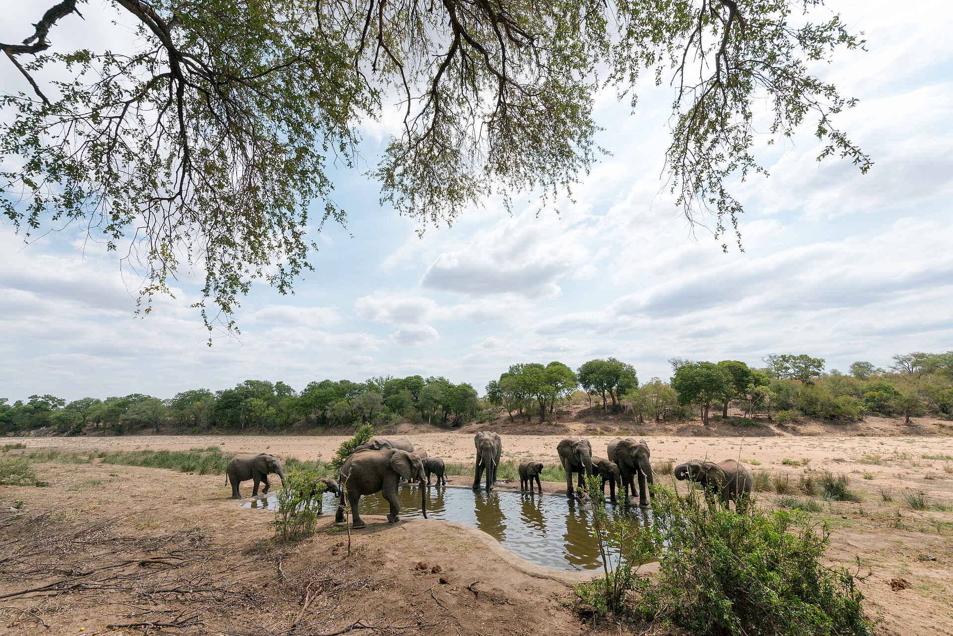 Simbavati River Lodge: Elefanten am Wasserloch Krüger Nationalpark, Safari, Simbavati River Lodge, Timbavati Game Reserve, Elefanten