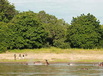 Time + Tide Kakuli: Hippos beim Bad Time + Tide Kakuli: Hippos beim Bad