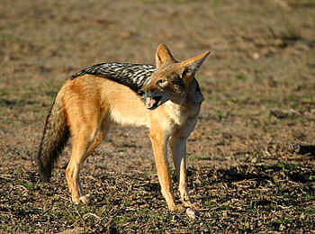 Tuli Safari Lodge Mashatu: Schabrackenschakal