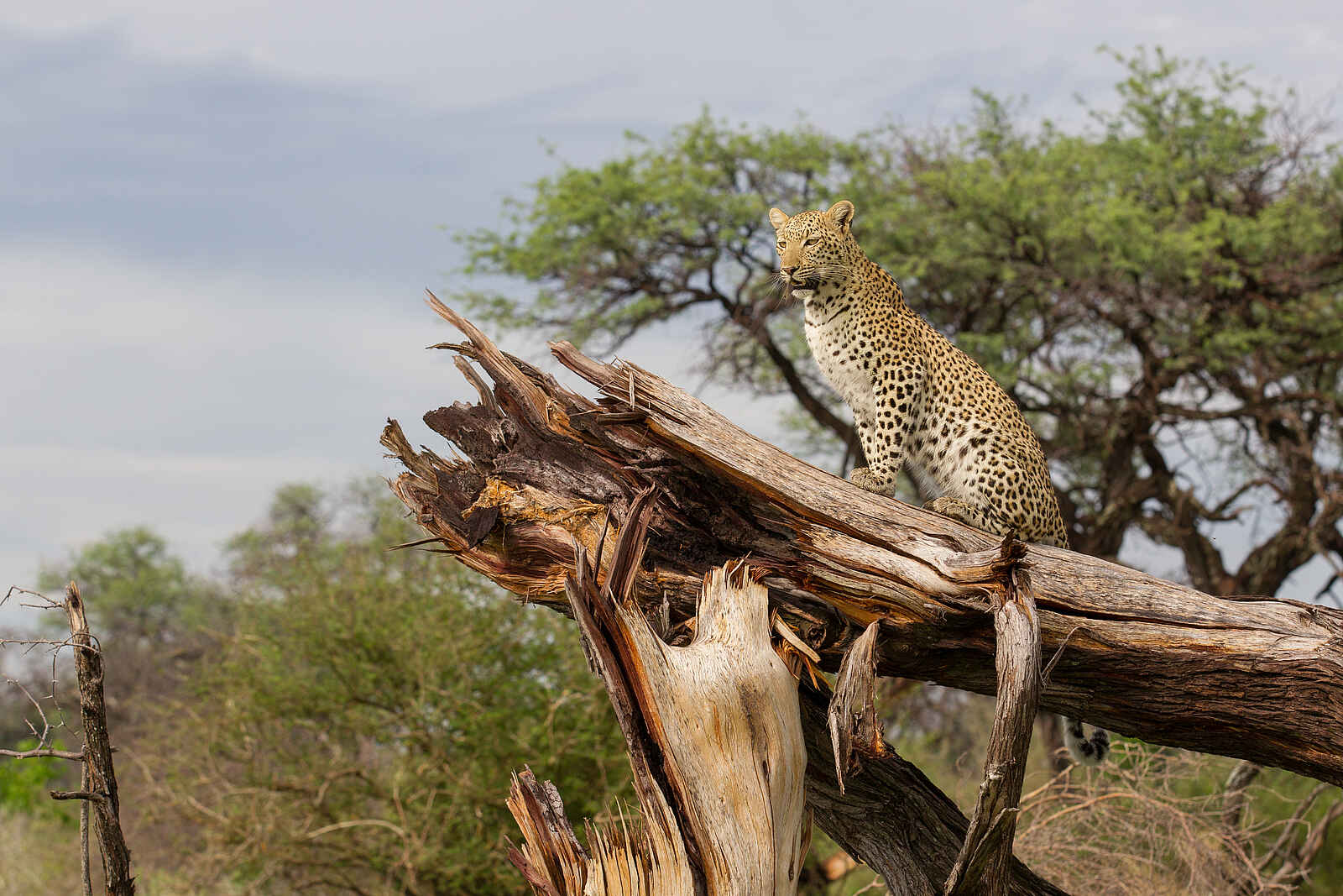 Chitabe Lediba: Leopard Chitabe Lediba: Leopard