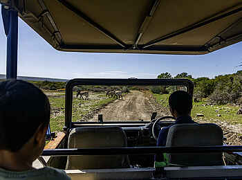 De Hoop Collection Lodge: Game Drive De Hoop Collection Lodge: Game Drive
