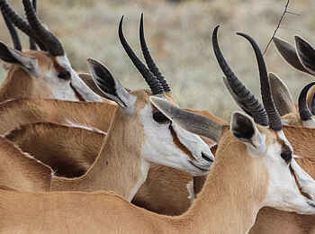 Desert Homestead Outpost: Antilopenherde