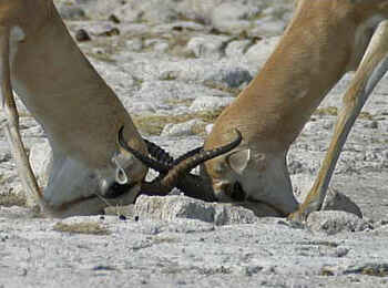 Edo's Camp: Impalas bei Rangkämpfen Edo's Camp: Impalas bei Rangkämpfen