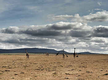 Encounter Mara Camp: Giraffen in der Mara Encounter Mara Camp: Giraffen in der Mara