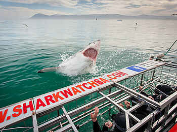 Grootbos Private Villas: Hai Käfig Grootbos Private Villas: Hai Käfig