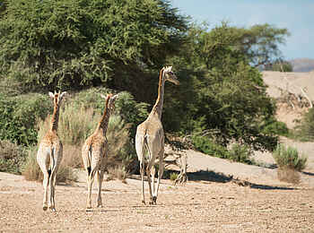 Hoanib Skeleton Coast Camp: Giraffentrio Hoanib Skeleton Coast Camp: Giraffentrio