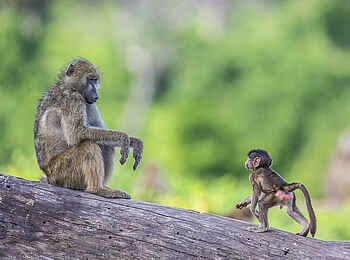 Ichingo Chobe River Lodge: Ein Pavian Baby mit Mutter Ichingo Chobe River Lodge: Ein Pavian Baby mit Mutter
