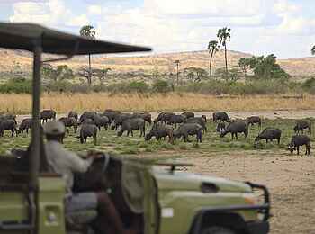 Jabali Ridge Camp: Büffelherde