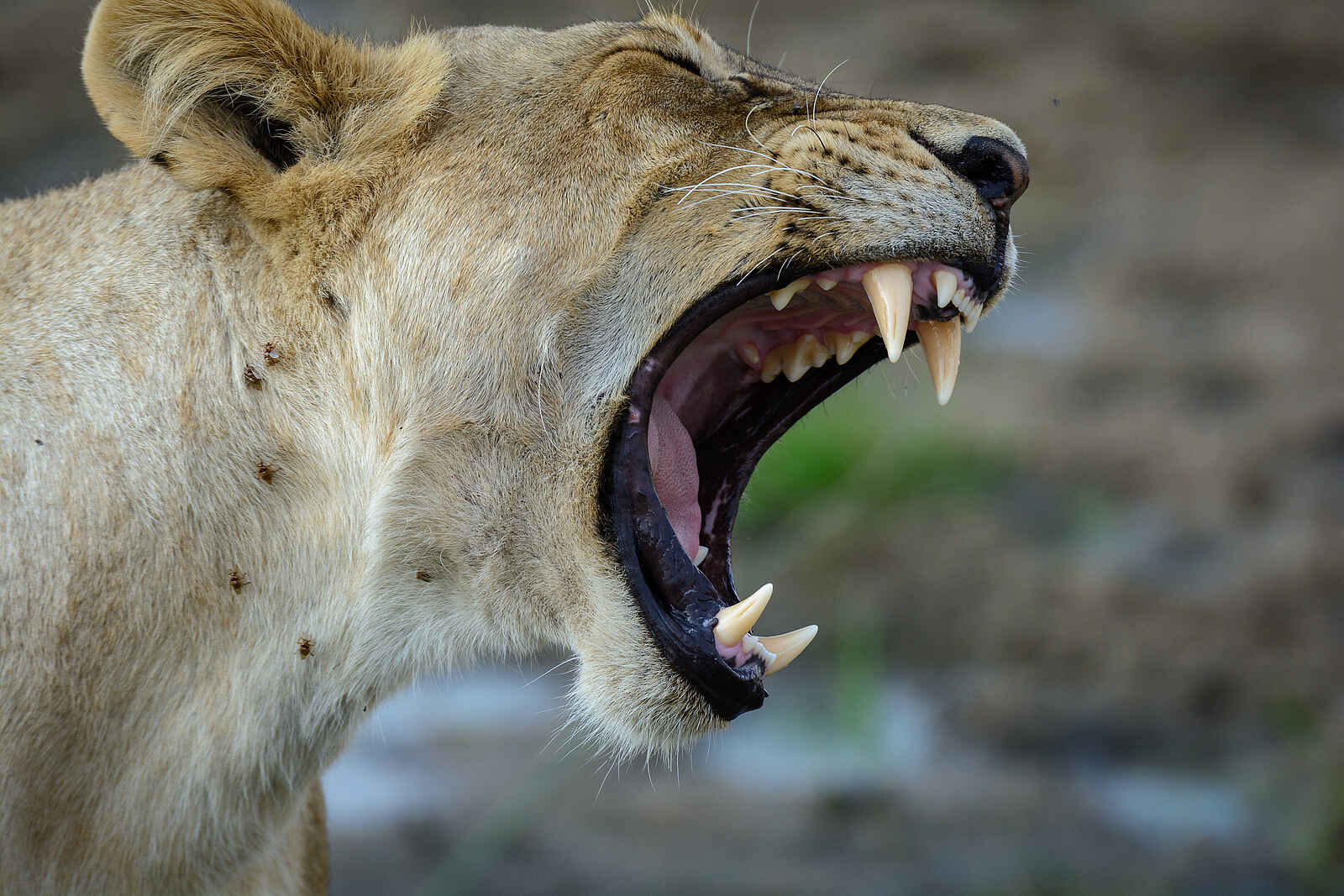 Jabali Ridge Camp: Natur hautnah Jabali Ridge Camp: Natur hautnah