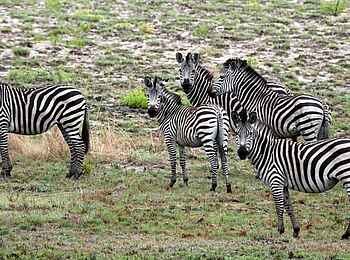 KaingU Safari Lodge: Zebras