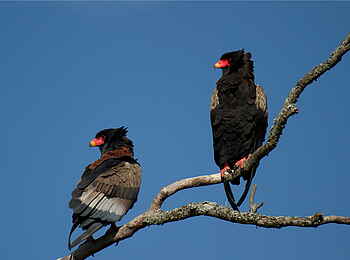 Karen Blixen Camp: Zwei Gaukler Karen Blixen Camp: Zwei Gaukler