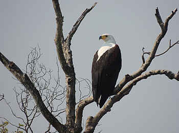 Leopard Lodge: Fischadler