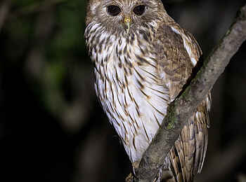 Loango Savannah Camp: Eule