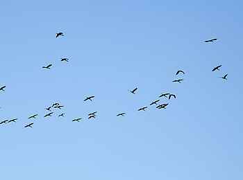 Lolebezi Lodge: Birdwatching