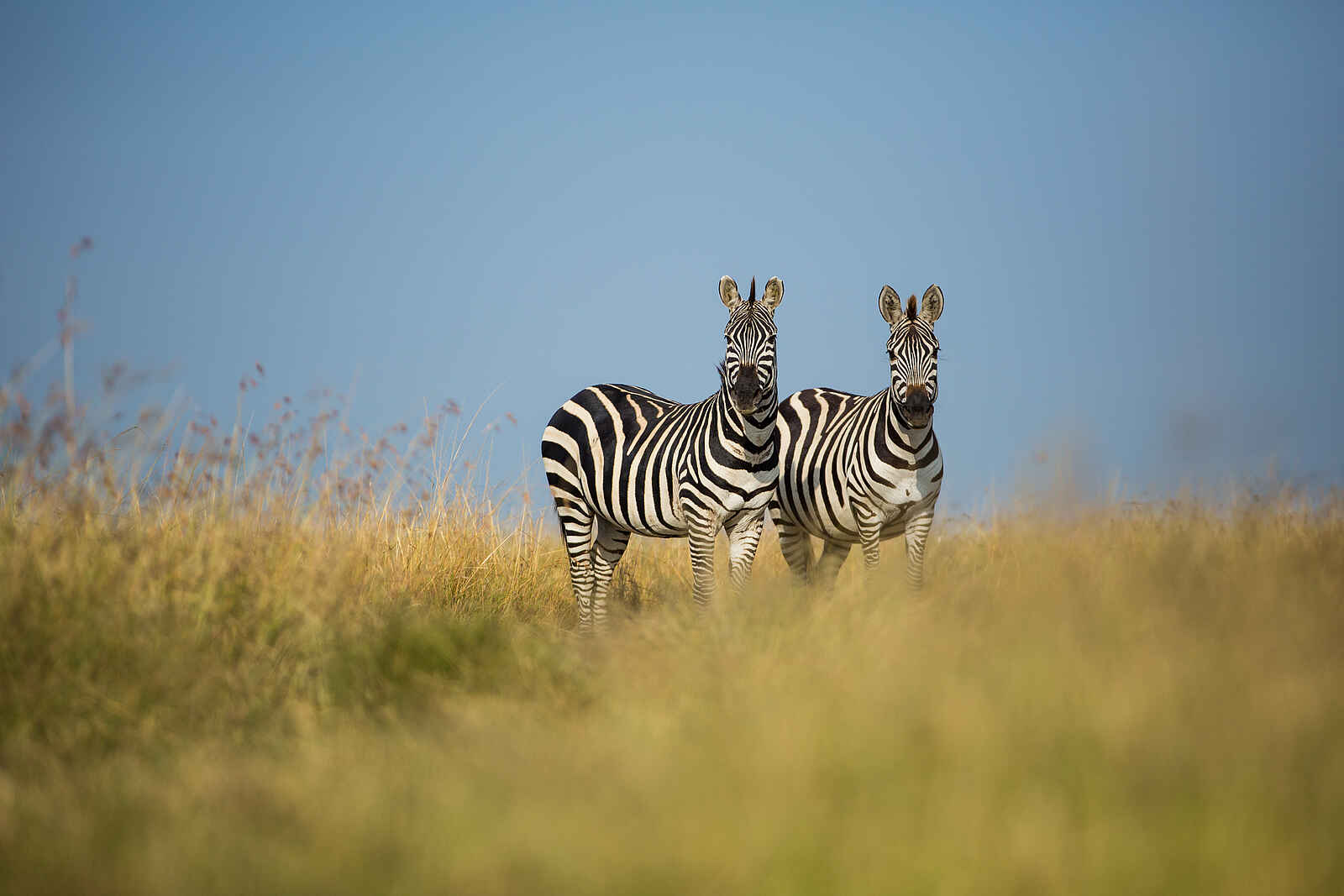 Mara Toto Tree Camp: Zebras Mara Toto Tree Camp: Zebras