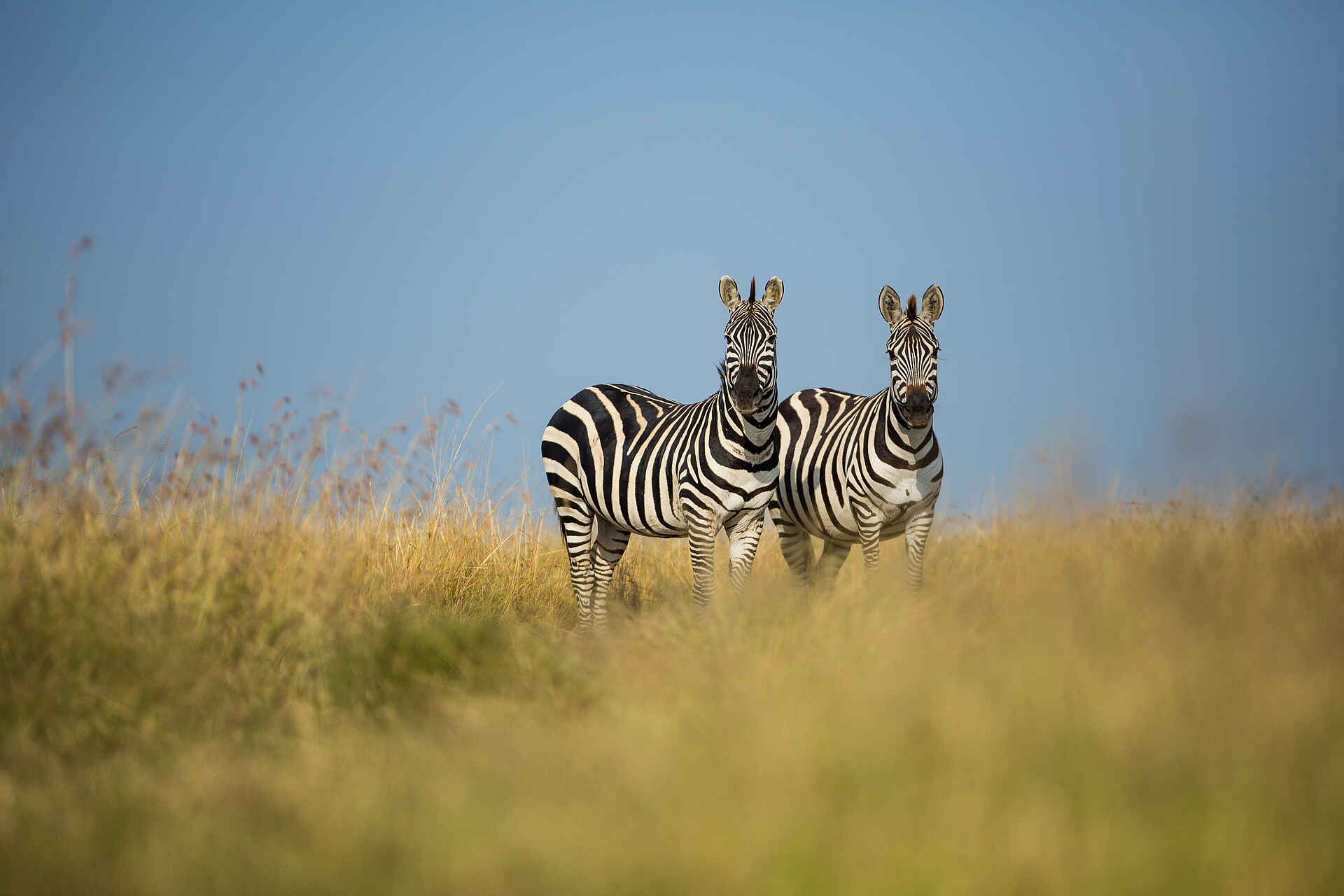Mara Toto Tree Camp: Zebras